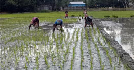 কুড়িগ্রামে বন্যার আশংকা, আপন চাষে ব্যস্ত সময় কাটাচ্ছেন কৃষকরা